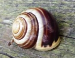 image of Snail