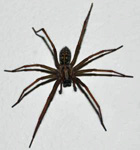 image of Spider